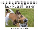 Jack Russell Terrier