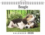 Beagle Beagle