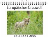 Europäischer Grauwolf Europäischer Grauwolf