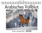 Arabisches Vollblut