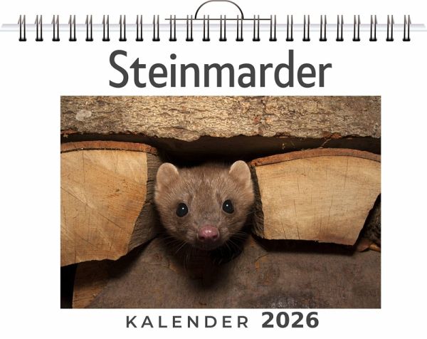 Steinmarder