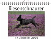 Riesenschnauzer Riesenschnauzer