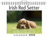 Irish Red Setter - Bild 1