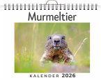 Murmeltier