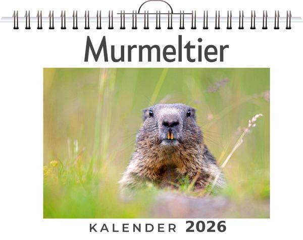 Murmeltier
