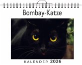Bombay-Katze