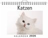 Katzen - Bild 1