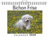 Bichon Frise - Bild 1