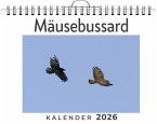 Mäusebussard