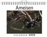 Ameisen - Bild 1