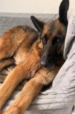 Cover Der Schäferhund - ein Begleiter fürs Leben