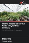 Pianta medicinale Bhui Amla (Phylanthus amarus) Pianta medicinale Bhui Amla (Phylanthus amarus)