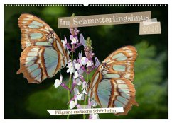 Cover Im Schmetterlingshaus (Wandkalender 2026 DIN A2 quer), CALVENDO Monatskalender