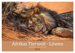Afrikas Tierwelt - Löwen (Wandkalender 2026 DIN A2 quer), CALVENDO Monatskalender