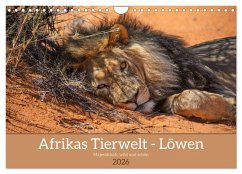 Afrikas Tierwelt - Löwen (Wandkalender 2026 DIN A4 quer), CALVENDO Monatskalender