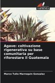 Agave: coltivazione rigenerativa su base comunitaria per riforestare il Guatemala