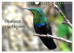 Oiseaux exotiques (Calendrier mural 2026 DIN A4 vertical), CALVENDO calendrier mensuel