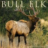 Bull Elk 2026 12 X 12 Wall Calendar Bull Elk 2026 12 X 12 Wall Calendar