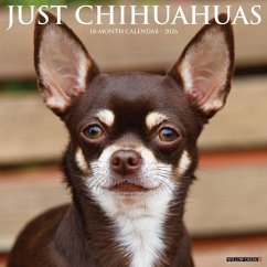 Chihuahuas 2026 12 X 12 Wall Calendar - Willow Creek Press