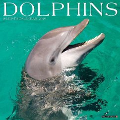 Dolphins 2026 12 X 12 Wall Calendar - Willow Creek Press