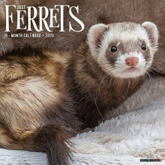 Ferrets 2026 12 X 12 Wall Calendar - Willow Creek Press