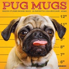 Pug Mugs 2026 7 X 7 Mini Wall Calendar - Willow Creek Press Pug Mugs 2026 7 X 7 Mini Wall Calendar - Willow Creek Press