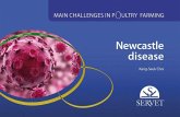 Newcastle Disease. Main Challenges in Poultry Farming
