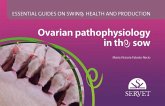 Ovarian Pathophysiology in the Sow. Essential Guides on Swine Health and Production