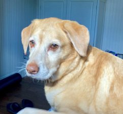 Cover Scammers! A Daisy Detective Story (eBook, ePUB)