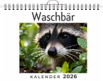 Waschbär Waschbär