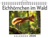 Eichhörnchen im Wald Eichhörnchen im Wald