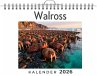 Walross - Bild 1