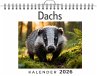 Dachs - Bild 1
