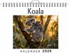 Koala - Bild 1