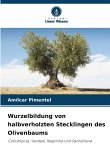 Wurzelbildung von halbverholzten Stecklingen des Olivenbaums