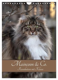 Maincoon & Co. - Rassekatzen mit Klasse (Wandkalender 2026 DIN A4 hoch), CALVENDO Monatskalender