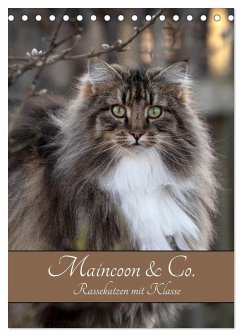 Maincoon & Co. - Rassekatzen mit Klasse (Tischkalender 2026 DIN A5 hoch), CALVENDO Monatskalender