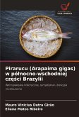 Pirarucu (Arapaima gigas) w pó¿nocno-wschodniej cz¿¿ci Brazylii