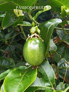 Cover Passionfruits (eBook, ePUB)