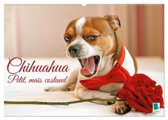 Chihuahua : petit, mais costaud (Calendrier mural 2026 DIN A2 vertical), CALVENDO calendrier mensuel