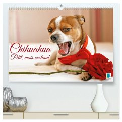 Chihuahua : petit, mais costaud (Calendrier mural 2026 DIN A2 vertical) calendrier de bureau