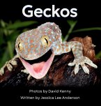 Geckos