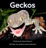 Geckos Geckos