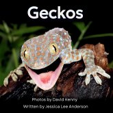 Geckos Geckos