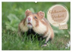 Feldhamster Herbert Kleine Pfoten, große Persönlichkeit (Wandkalender 2026 DIN A2 quer), CALVENDO Monatskalender Feldhamster Herbert Kleine Pfoten, große Persönlichkeit (Wandkalender 2026 DIN A2 quer), CALVENDO Monatskalender
