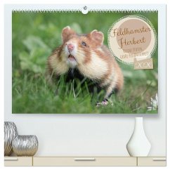 Feldhamster Herbert Kleine Pfoten, große Persönlichkeit (hochwertiger Premium Wandkalender 2026 DIN A2 quer), Kunstdruck in Hochglanz