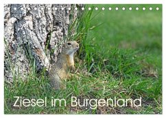 Ziesel im Burgenland (Tischkalender 2026 DIN A5 quer), CALVENDO Monatskalender