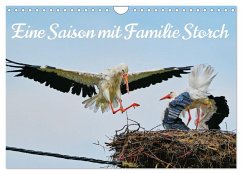 Eine Saison mit Familie Storch (Wandkalender 2026 DIN A4 quer), CALVENDO Monatskalender