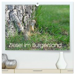 Ziesel im Burgenland (hochwertiger Premium Wandkalender 2026 DIN A2 quer), Kunstdruck in Hochglanz Ziesel im Burgenland (hochwertiger Premium Wandkalender 2026 DIN A2 quer), Kunstdruck in Hochglanz