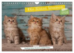 Die Kitten kommen. (Wandkalender 2026 DIN A4 quer), CALVENDO Monatskalender